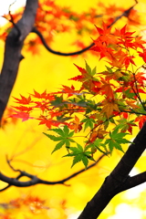 紅葉三昧　　枝で額装された１枚の繪