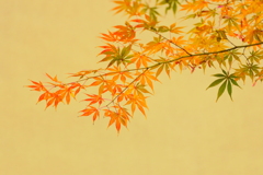 紅葉三昧　　クリーム色の土壁に映える