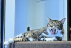 ・・・・　ひねもすのたりのたりかな