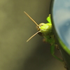 懇願　　昆虫の気持ち
