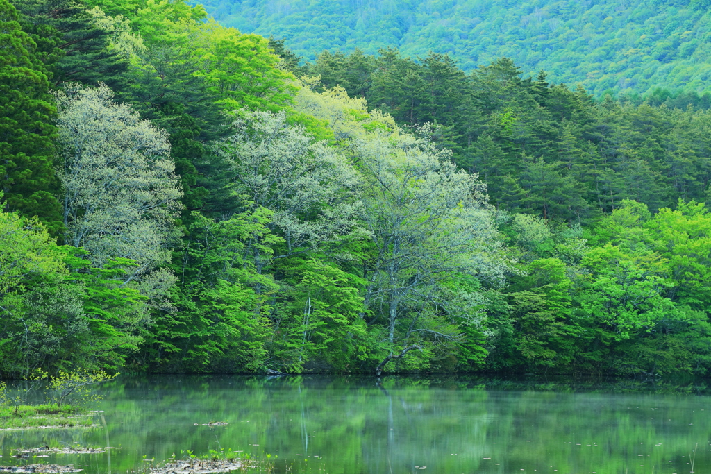 木々の息吹に満たされて往く私