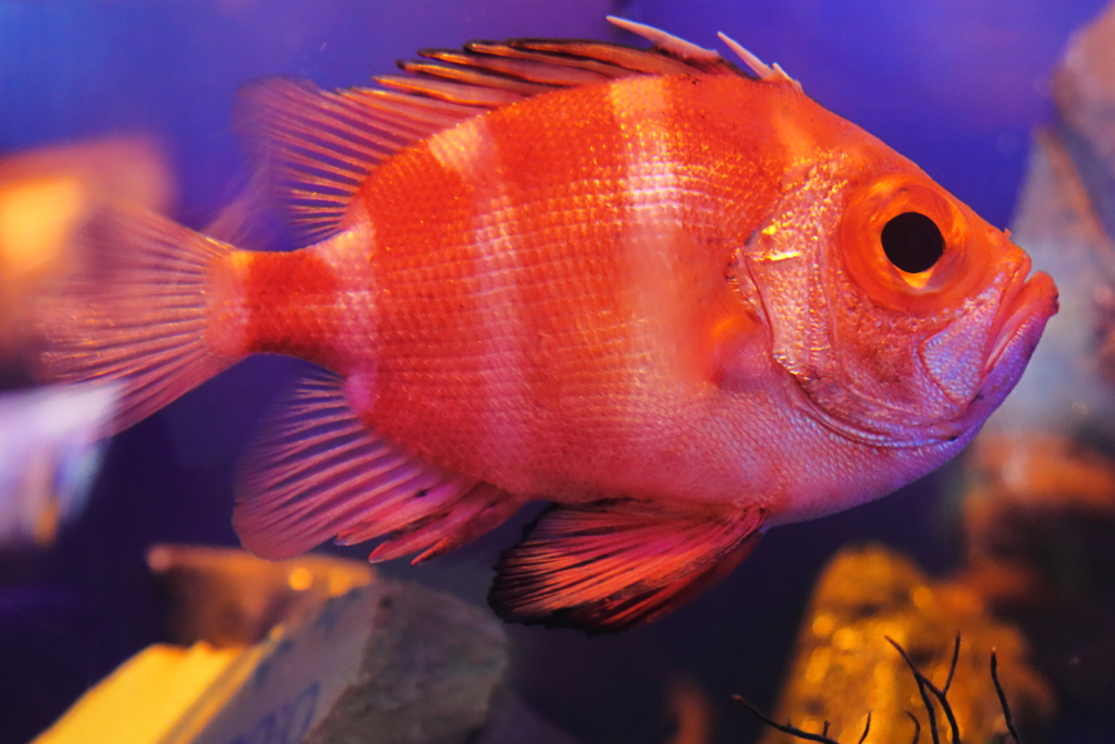 沼津港深海水族館