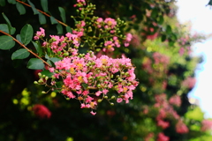 夏にご活躍の「あなた」は　この異常な暑さをどうします？