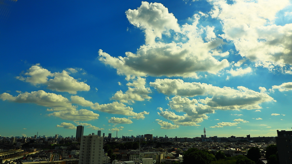 しぶとい　夏