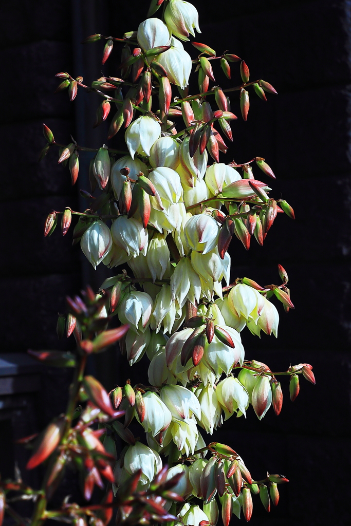 結実しない悲しい花