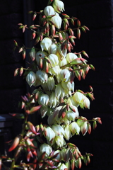 結実しない悲しい花