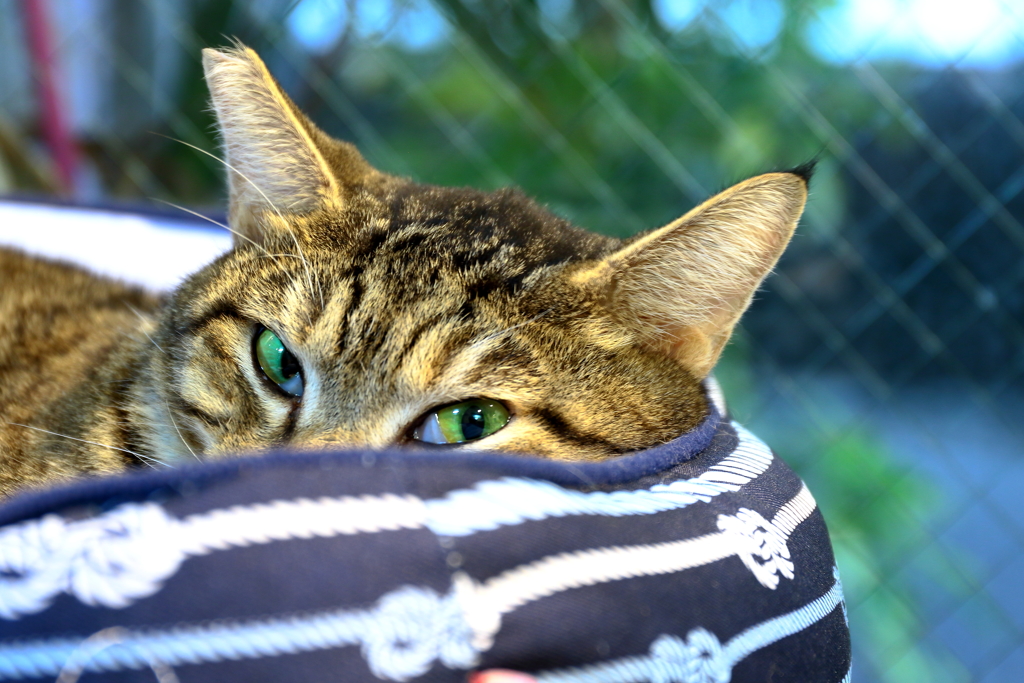 陽性　　野良猫故に