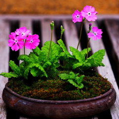 盆栽としての　桜草