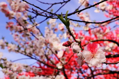 Ｈｙｂｒｉｄ　な　花桃