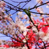 Ｈｙｂｒｉｄ　な　花桃