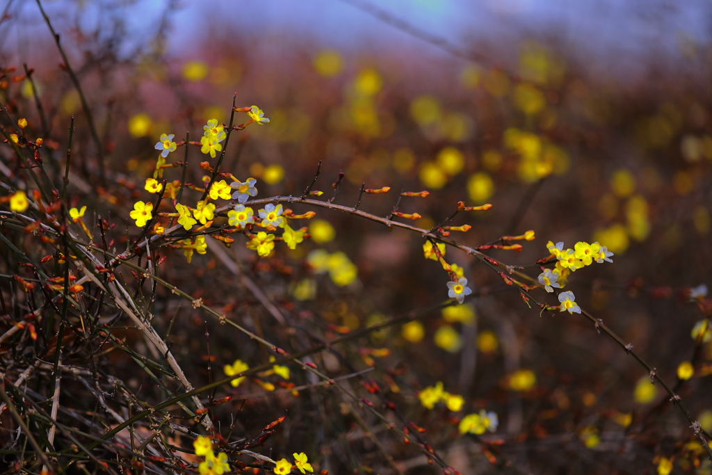 裸の花　　Ｎｕｄｉｆｌｏｒｕｍ