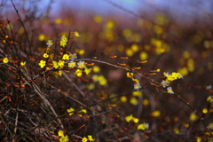裸の花　　Ｎｕｄｉｆｌｏｒｕｍ