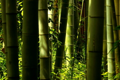 たけやぶやけた