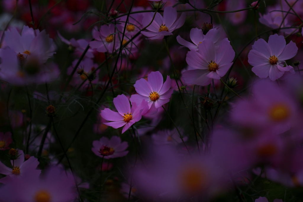 moonlight　serenade