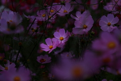 moonlight　serenade