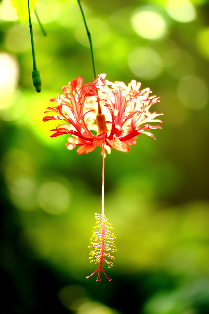 風鈴仏桑花（華）「フウリンブッソウゲ」