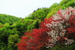 新緑と