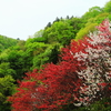 新緑と