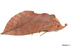 アケビコノハ　枯葉蛾の一種　其の２