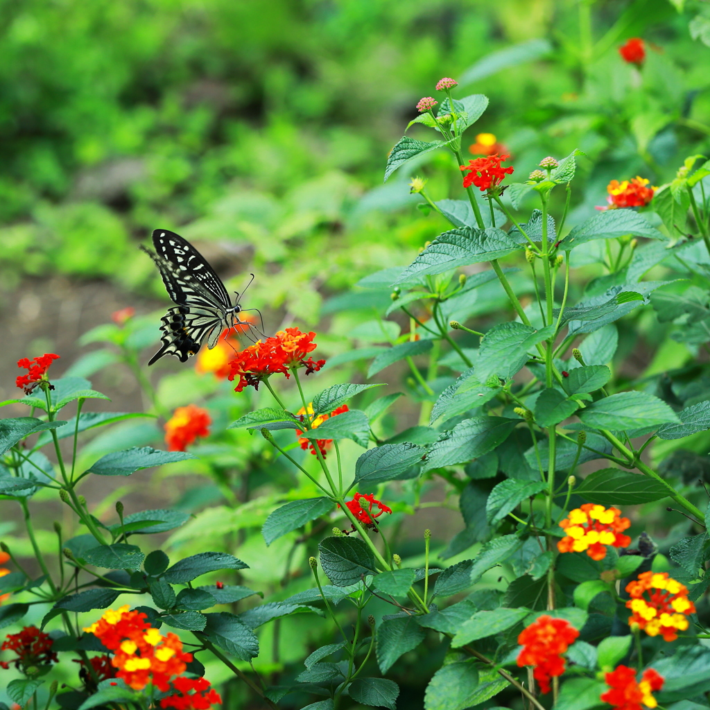花壇は独り占め