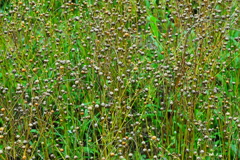 Ｆｌａｘ　（フラックス）ってなんだ？