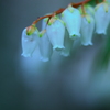 馬酔木　白花細面