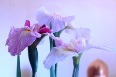 特別　な　日　には花を飾ろう