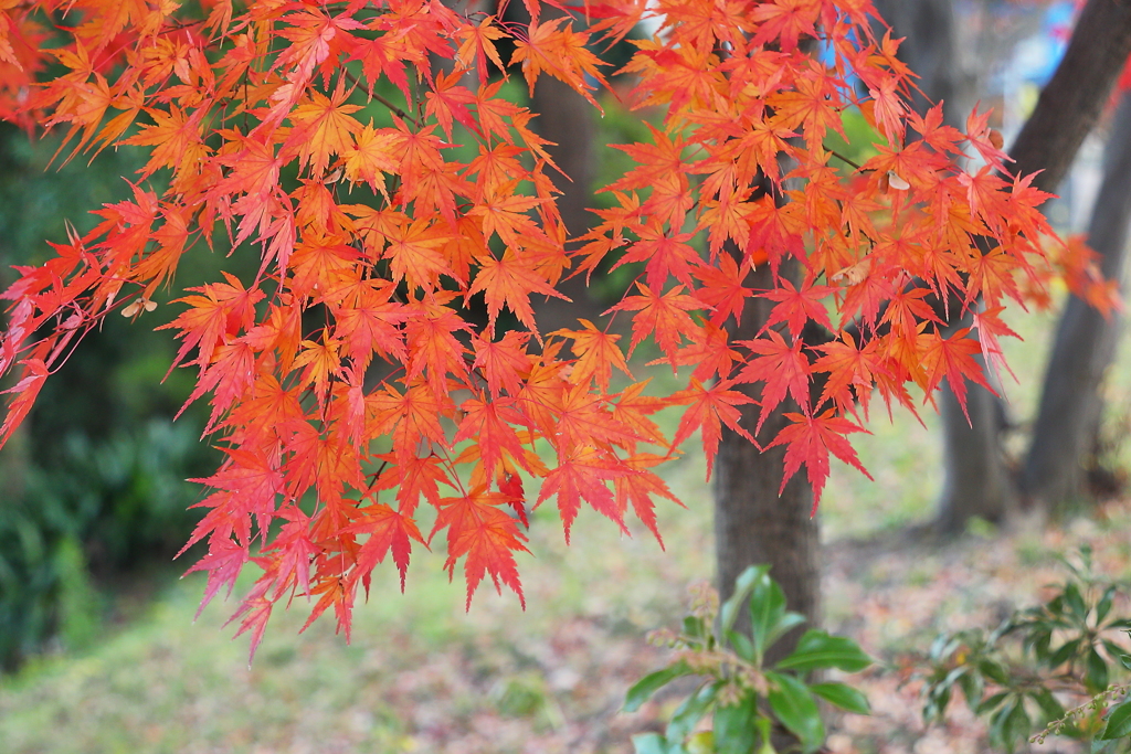なぜ紅葉は美しいのか