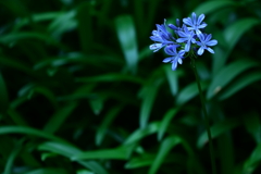 小さいながらも