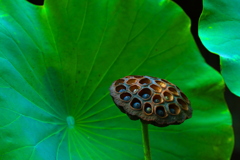 残照