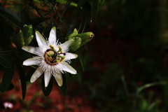Ｎａｔｕｒａｌ　Ｃｌｏｃｋ