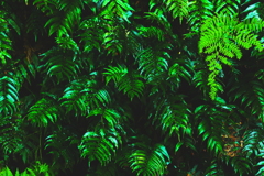 緑　の　出力