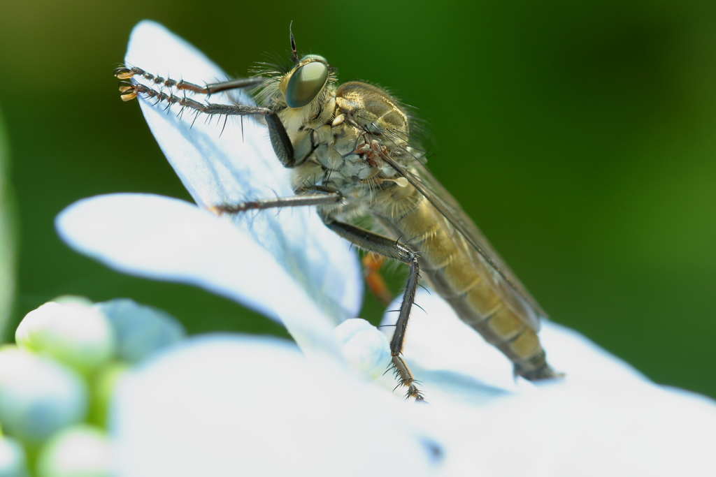 ただ者ではない　　　【閲覧注意：虫】