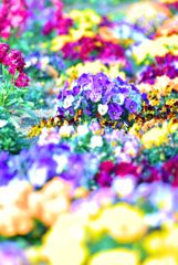 魅惑の春花壇