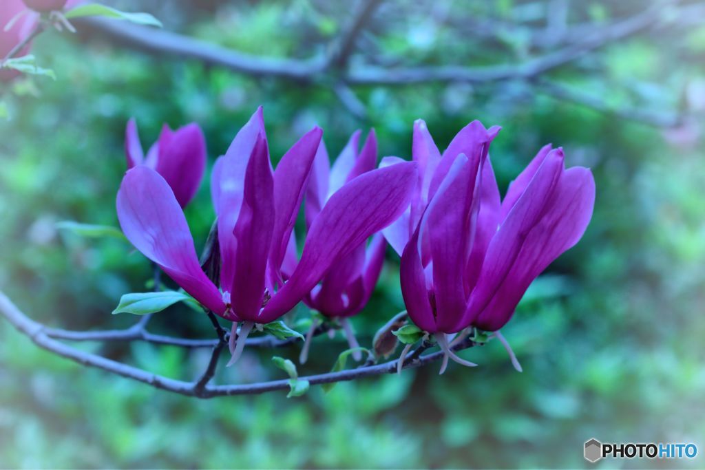Ｍａｇｎｏｌｉａの芳香