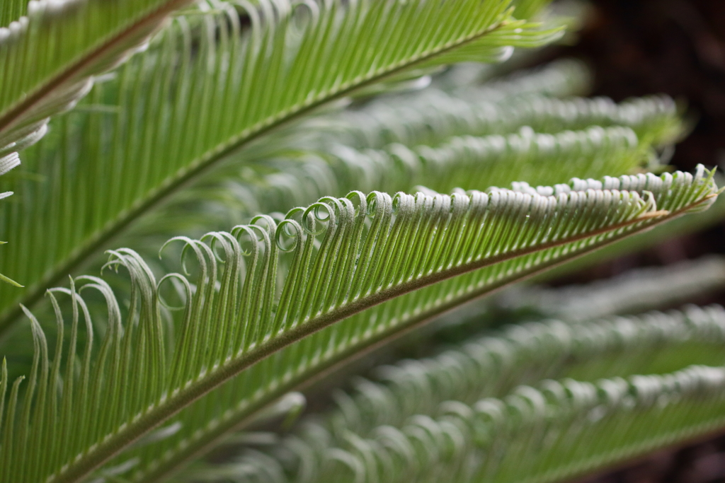 蘇鉄の若葉　くるりんの波