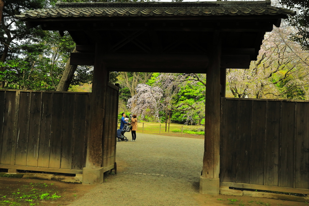 桜三昧　内庭大門のその向こう