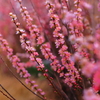 植物版　なんか　ちいさくてかわいいやつ