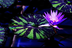 花にも負けないインパクト