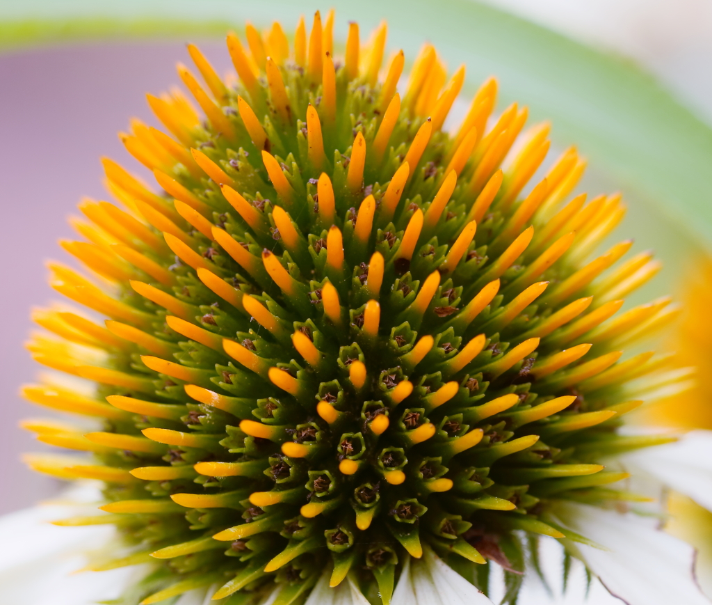 ハリネズミ・・・？