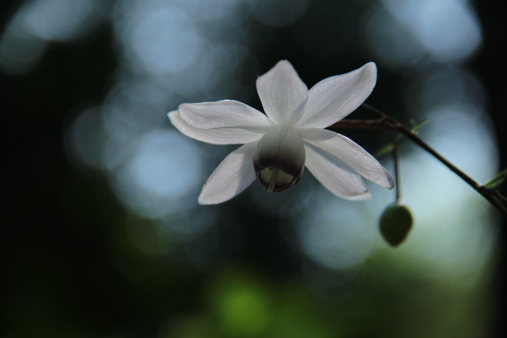 初恋の花
