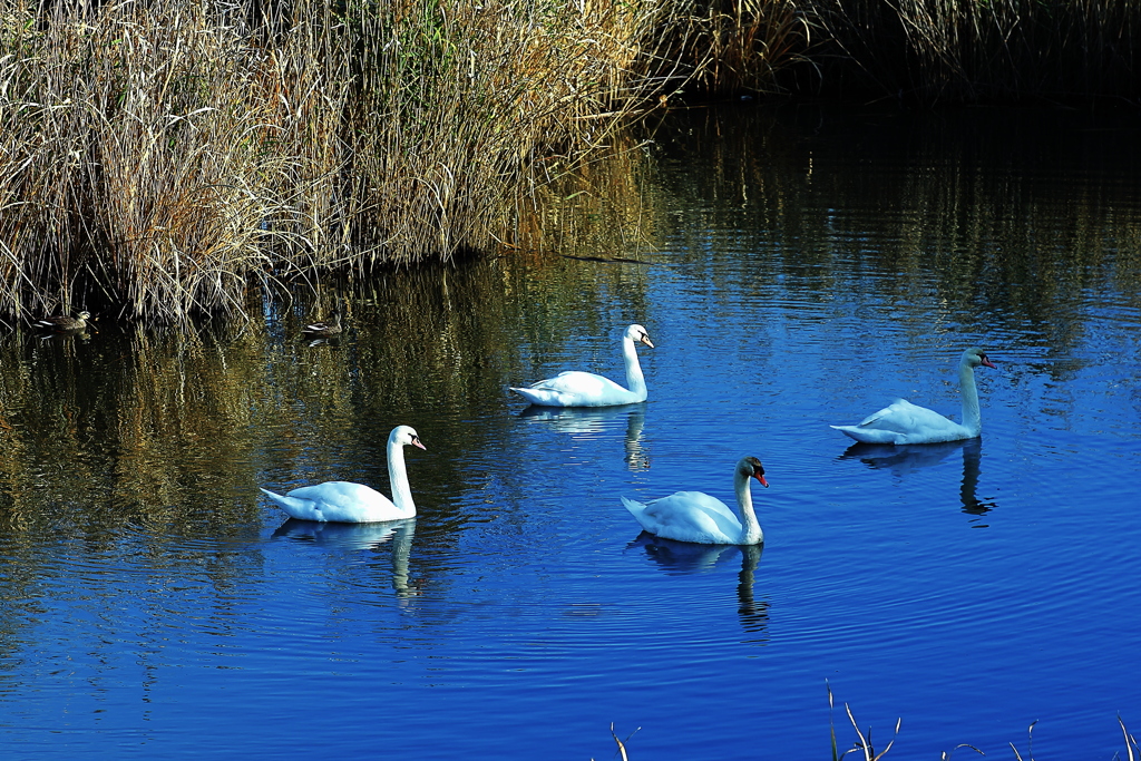 フォーメーション