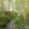 八方尾根植生の謎　　下の樺