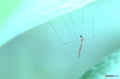 なんの為に生きる？　　【虫・閲覧注意】