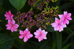 誘引効果抜群　今の私は昆虫です