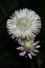 Ｍｙ　Ｆｅｒｂｅｒｉｔｅ　Ｆｌｏｗｅｒ・ｆｉｎａｌ