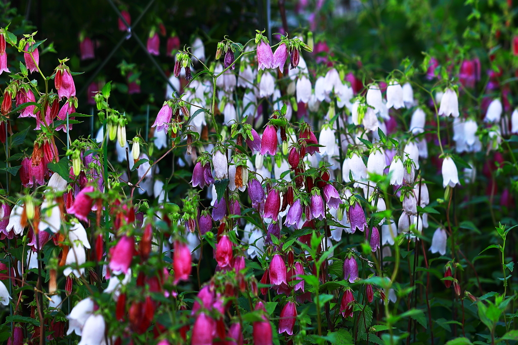 団地の庭は百花園