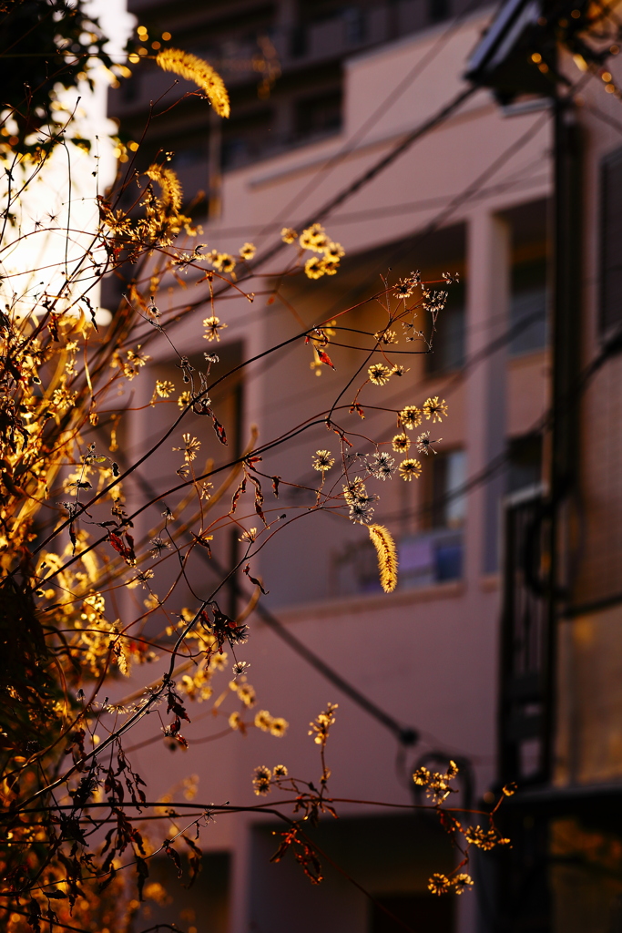 枯れ～に西日のスパイス