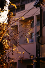 枯れ～に西日のスパイス