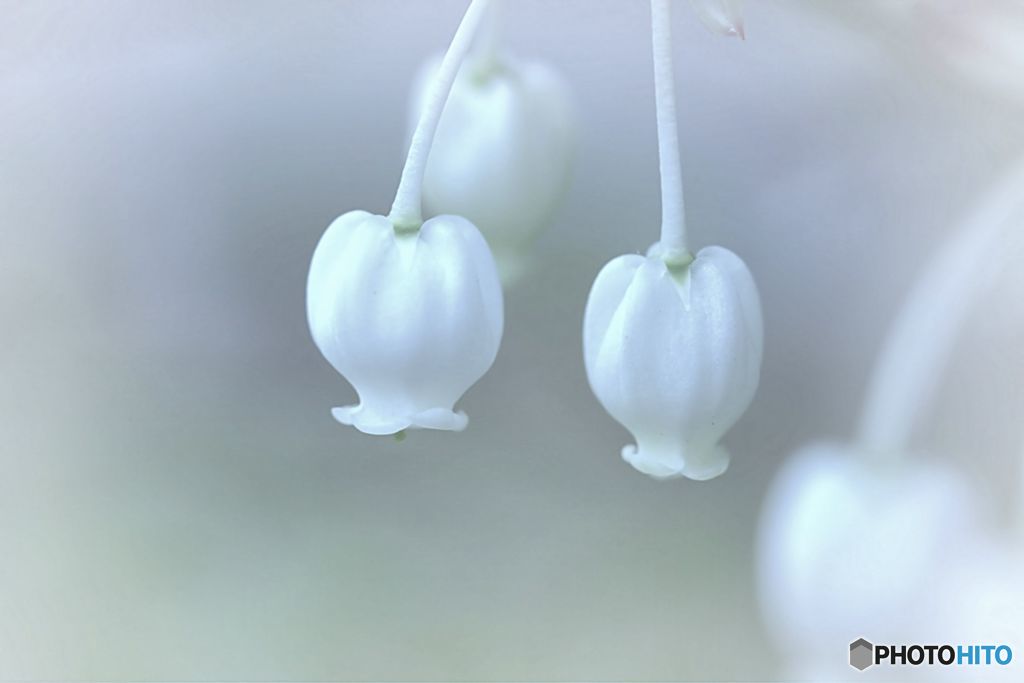 満天星躑躅の　「白」